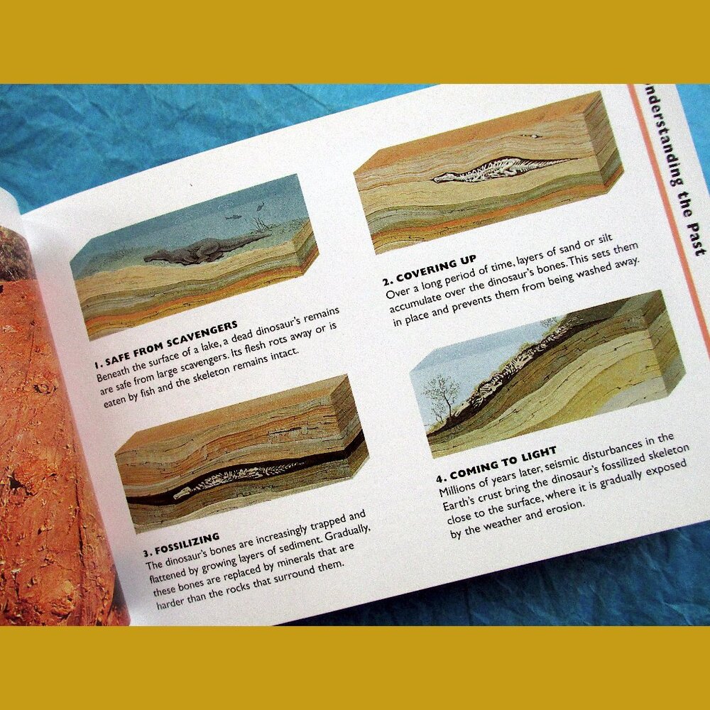 Book - The Little Guides: Dinosaurs, ed. by Dr. Paul Willis - Picture 4 of 16